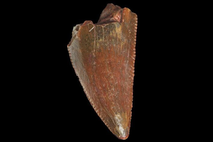 Serrated, Raptor Tooth - Real Dinosaur Tooth #176154